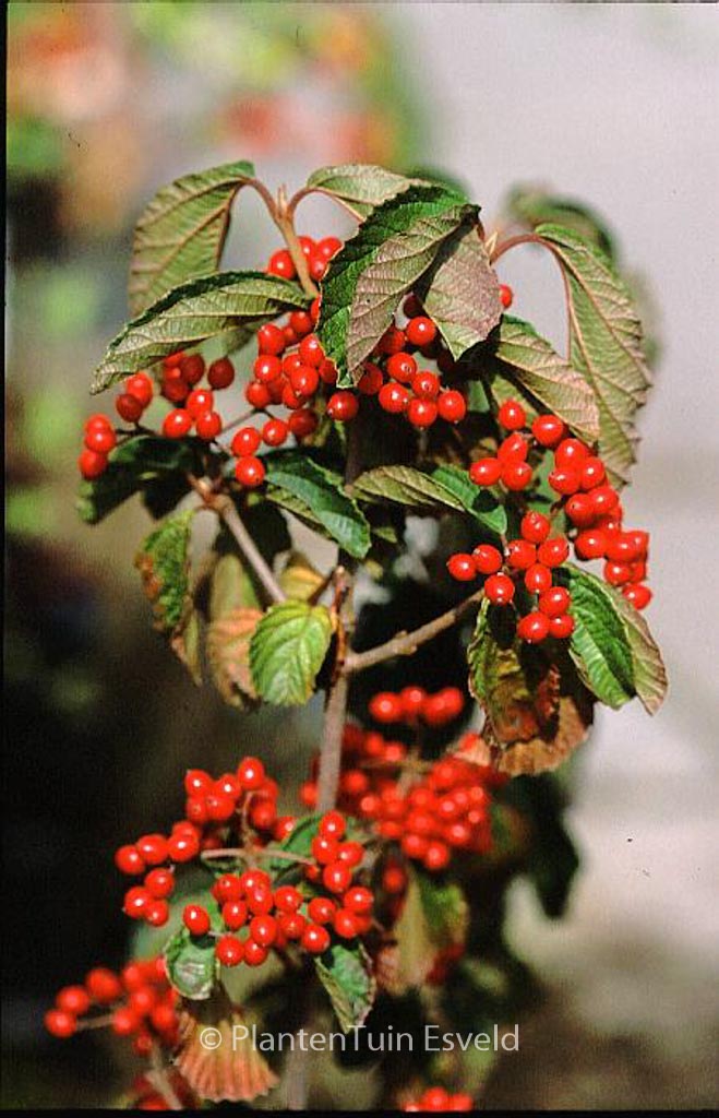 Viburnum dilatatum ‘Sealing Wax’