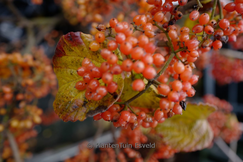 Viburnum dilatatum (TANDOORI ORANGE)