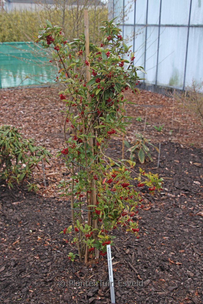 Viburnum fansipanense