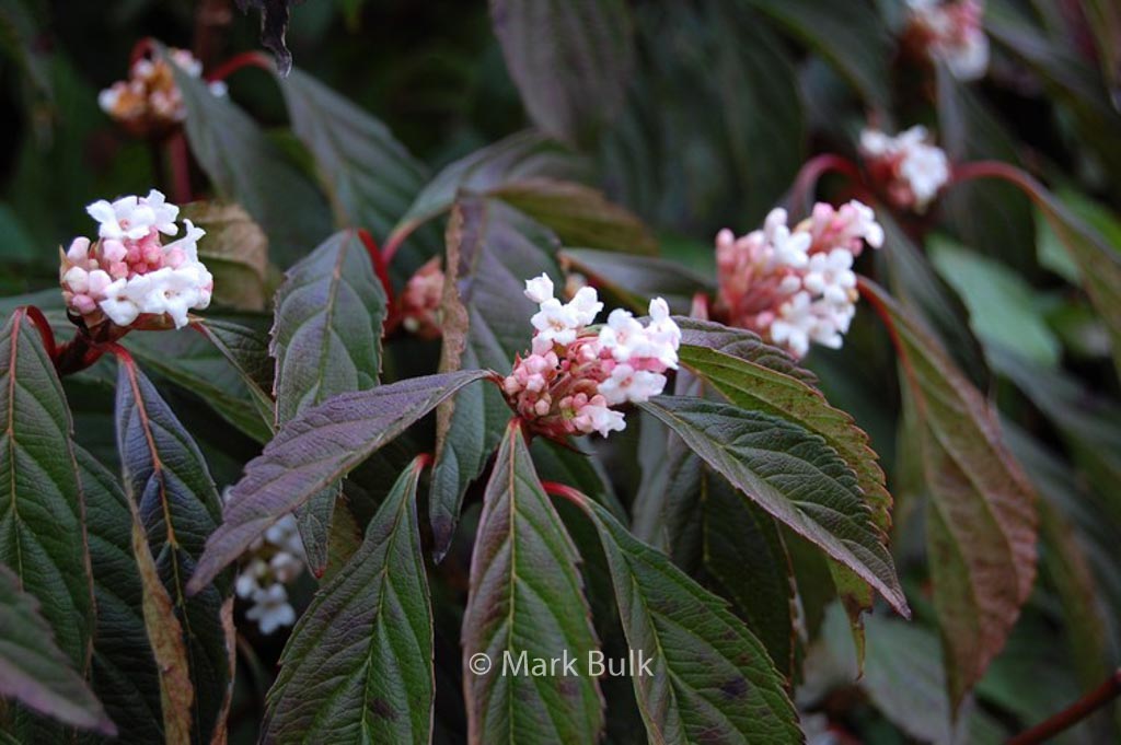 Viburnum farreri ‘Nanum’