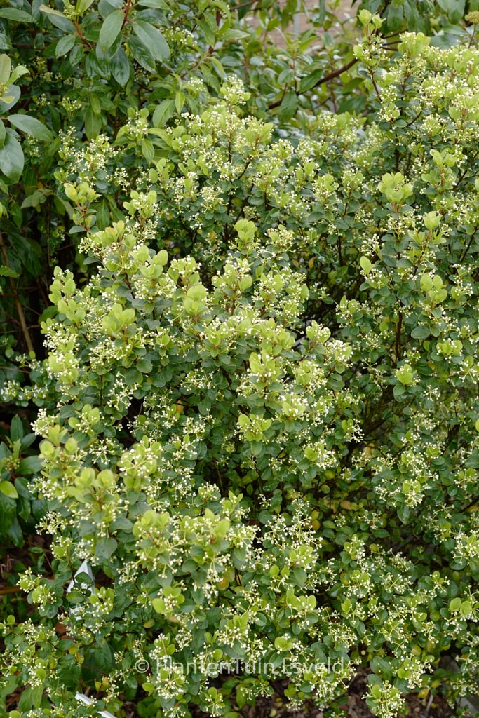 Viburnum harryanum