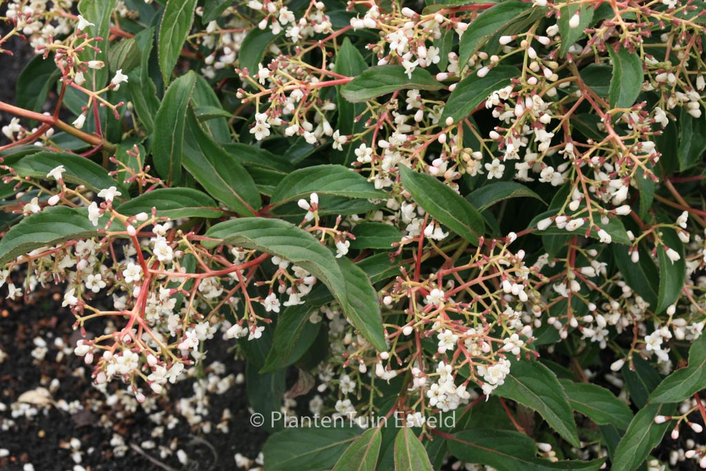 Viburnum hillieri ‘Winton’