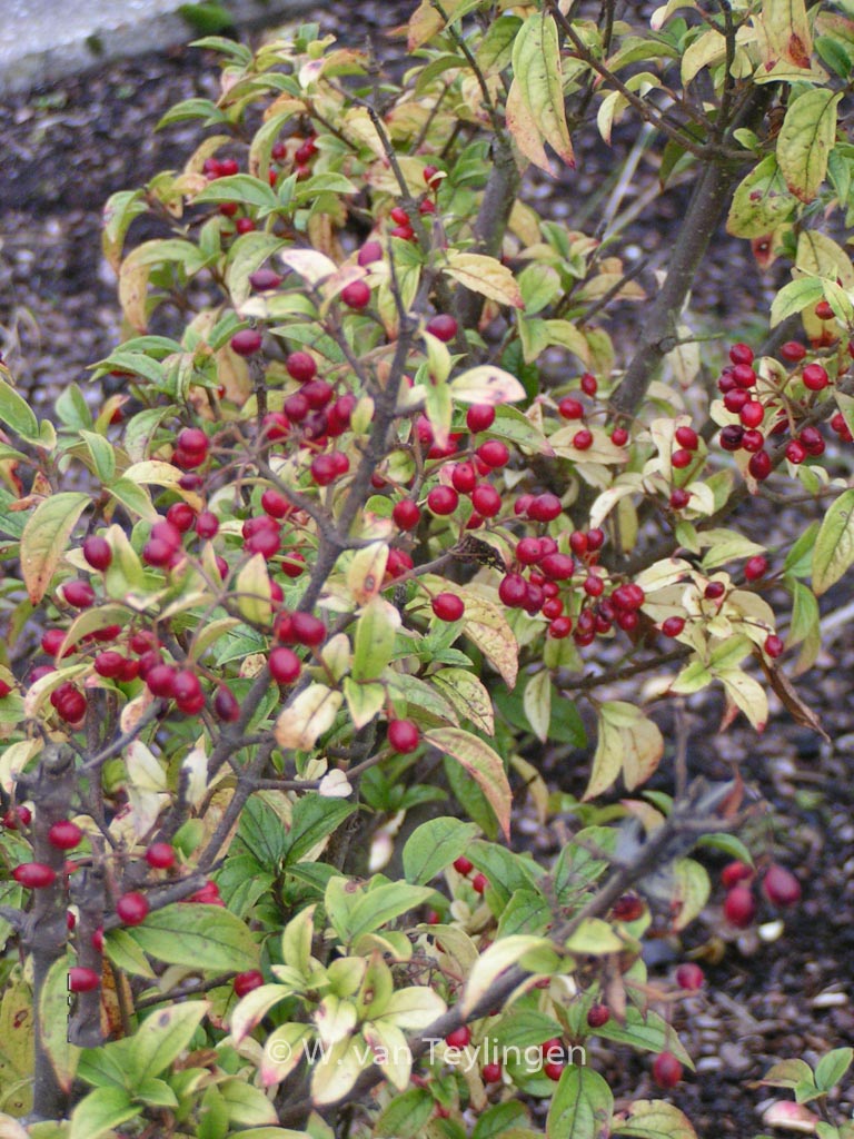 Viburnum luzonicum