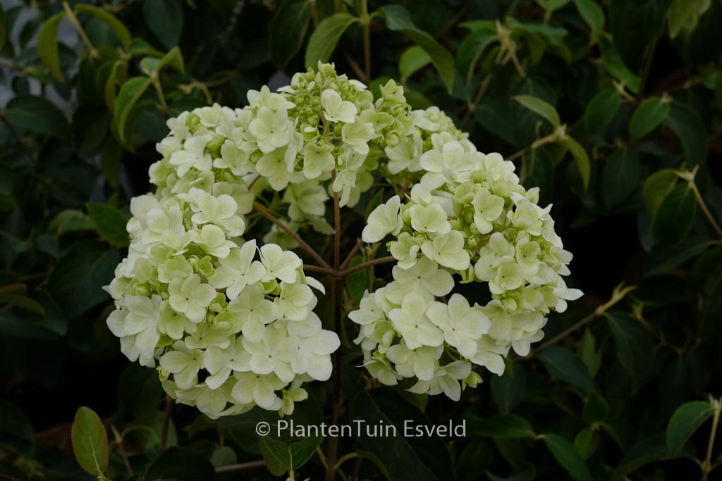Viburnum macrocephalum ‘Sterile’