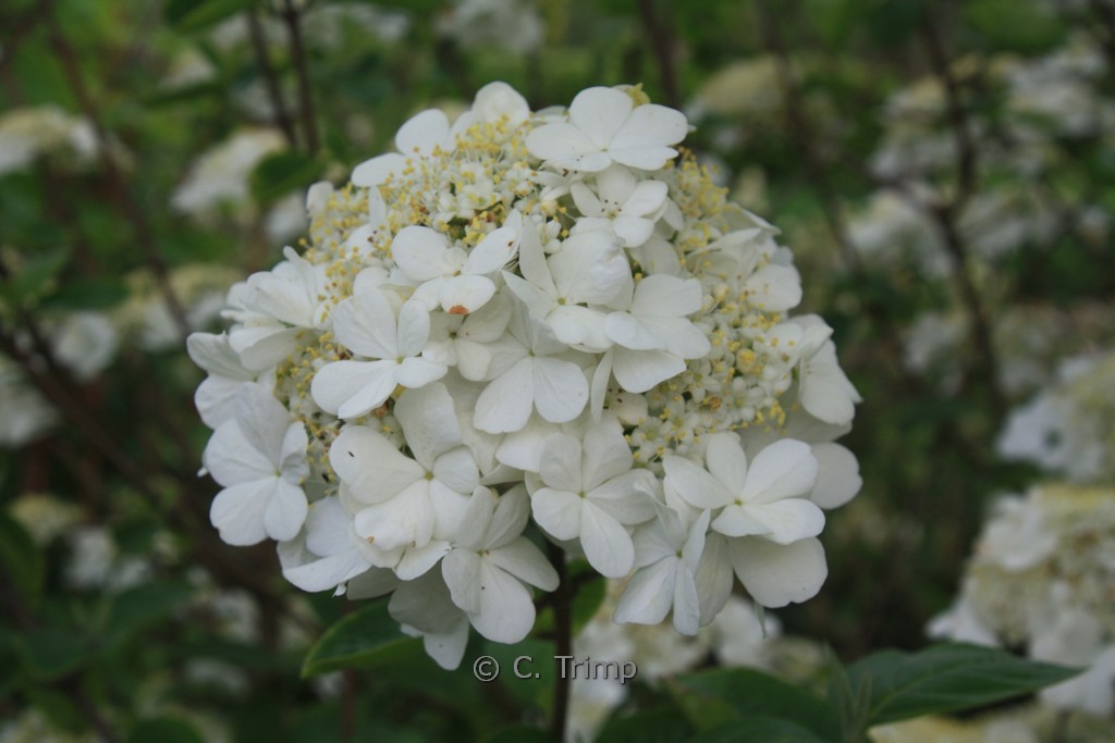 Viburnum macrocephalum keteleeri