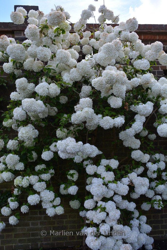 Viburnum macrocephalum