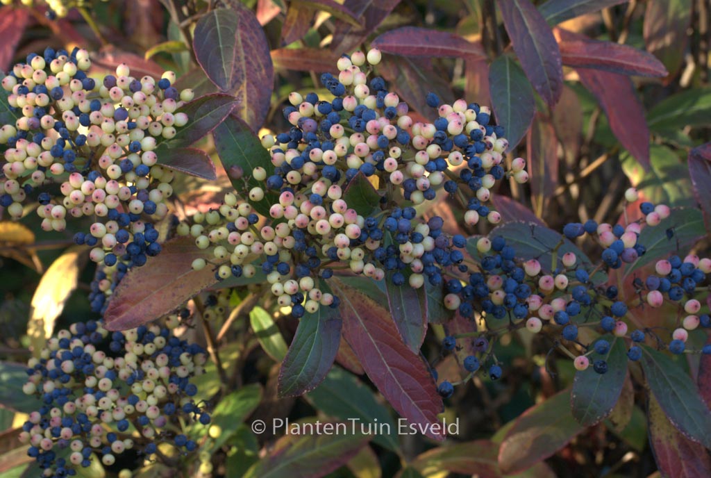 Viburnum nudum ‘Bulk’ (BRANDYWINE)