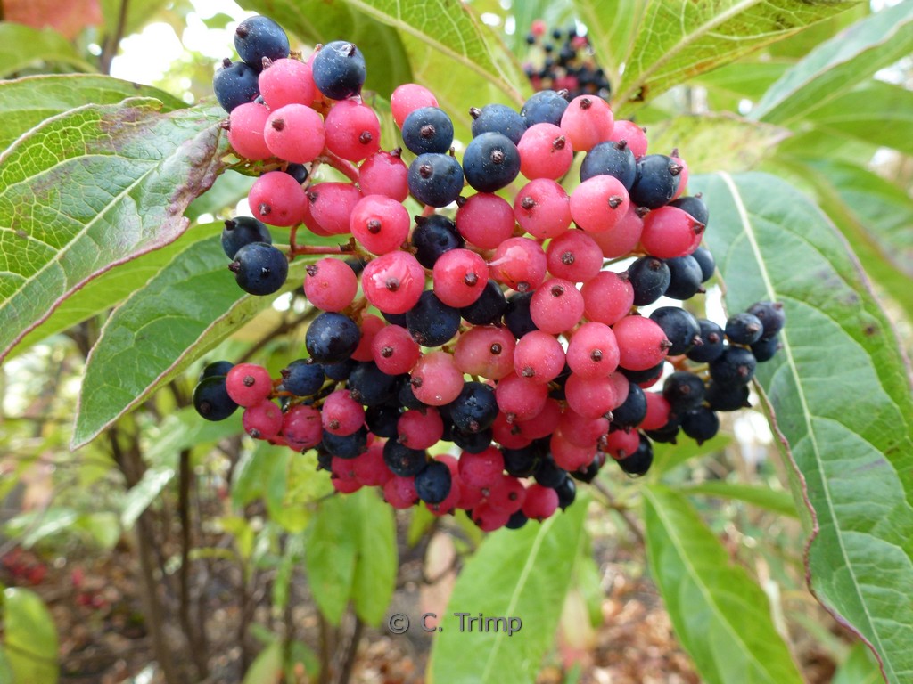 Viburnum nudum ‘Winterthur’