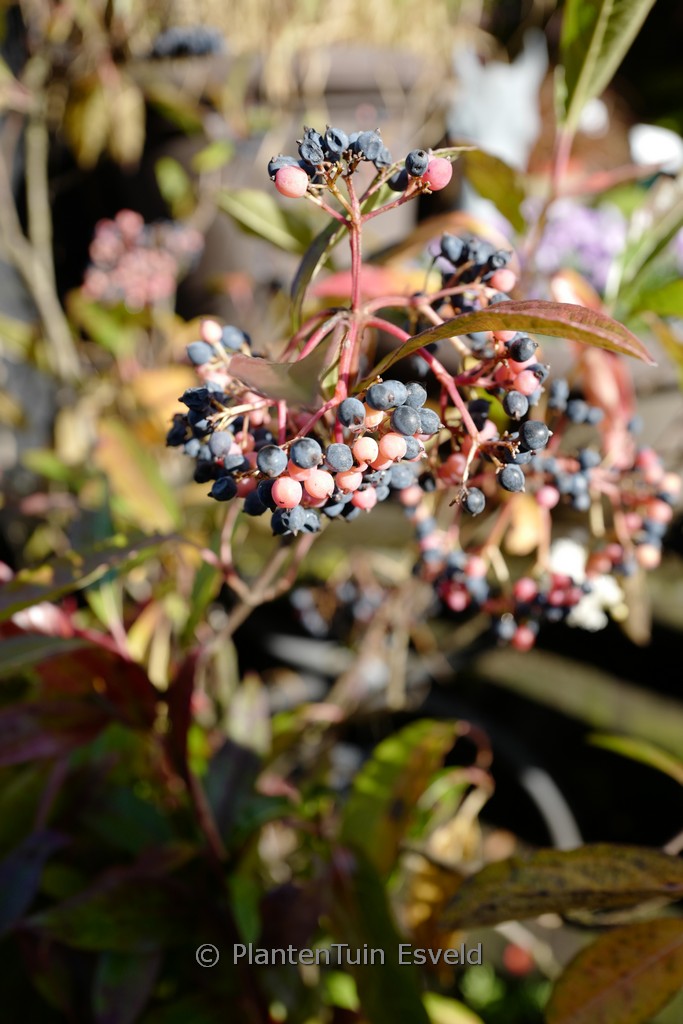 Viburnum nudum