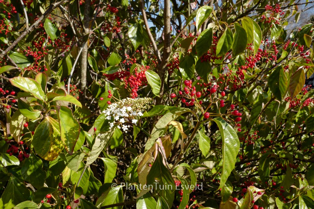 Viburnum odoratissimum ‘Awabuki’