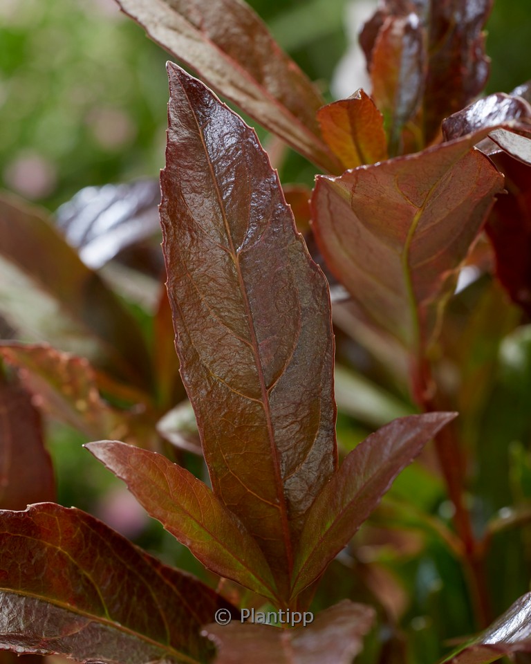 Viburnum odoratissimum ‘Coppertop’