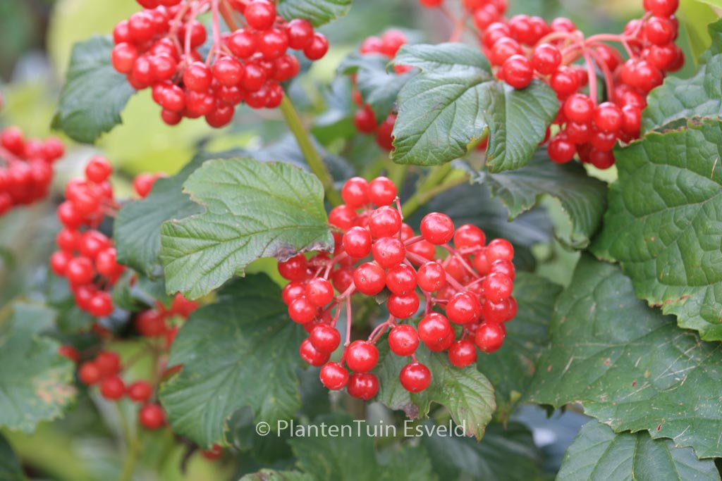 Viburnum opulus ‘Compactum’