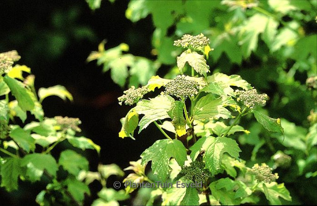 Viburnum opulus ‘Park Harvest’