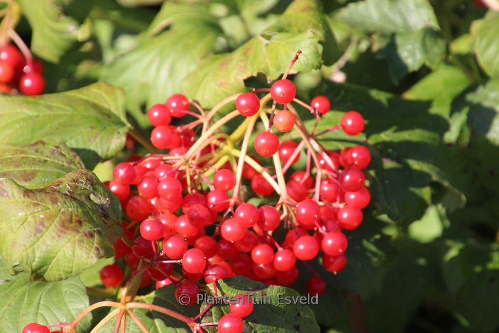 Viburnum opulus ‘Pohjan Neito’