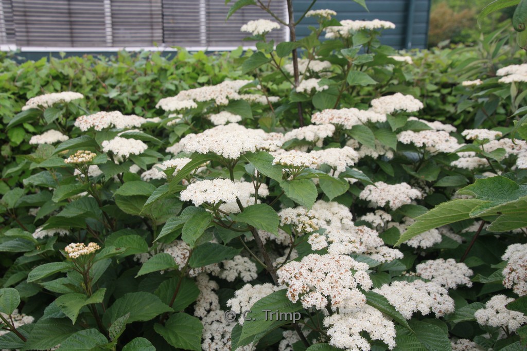 Viburnum orientale