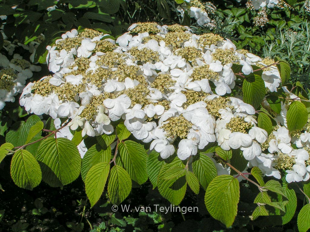 Viburnum plicatum ‘Cascade’