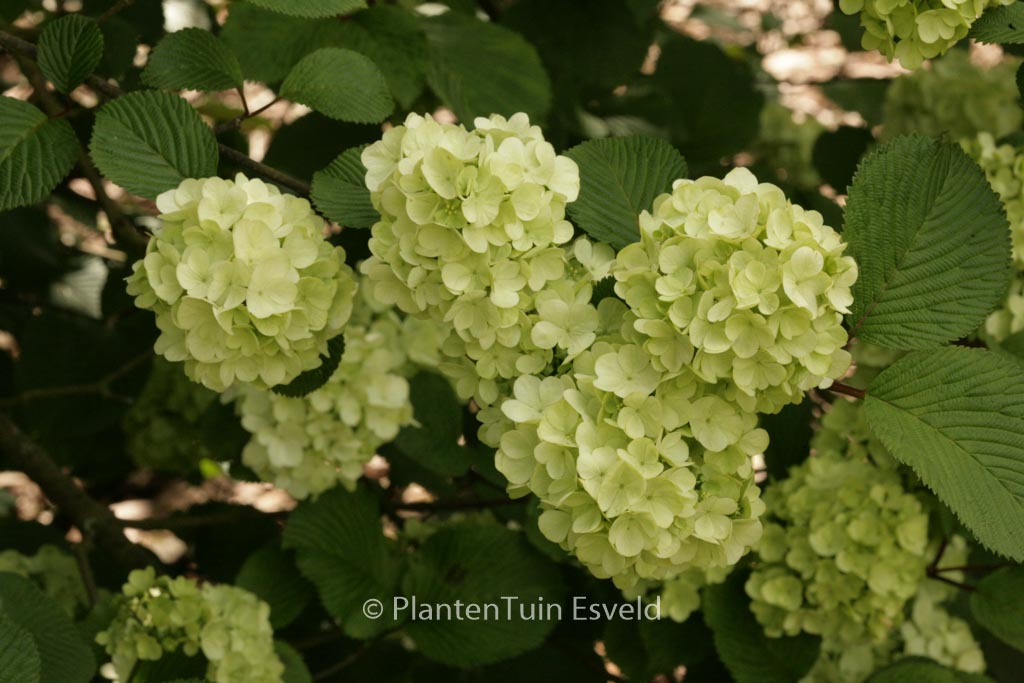 Viburnum plicatum ‘Grandiflorum’