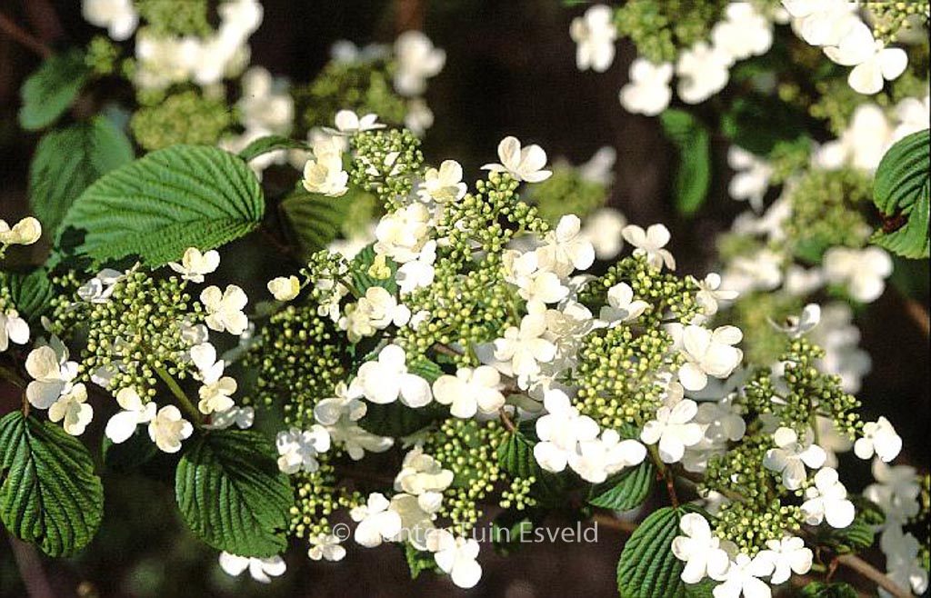Viburnum plicatum ‘Igloo’