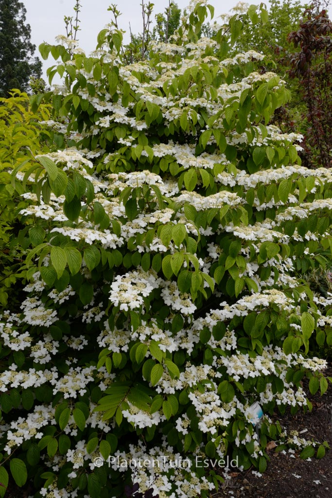 Viburnum plicatum ‘JWW5’ (KILIMANDJARO SUNRIS