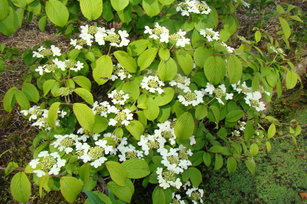 Viburnum plicatum ‘JWW5’ (KILIMANDJARO SUNRISE)