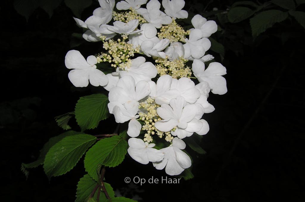 Viburnum plicatum ‘Lanarth’