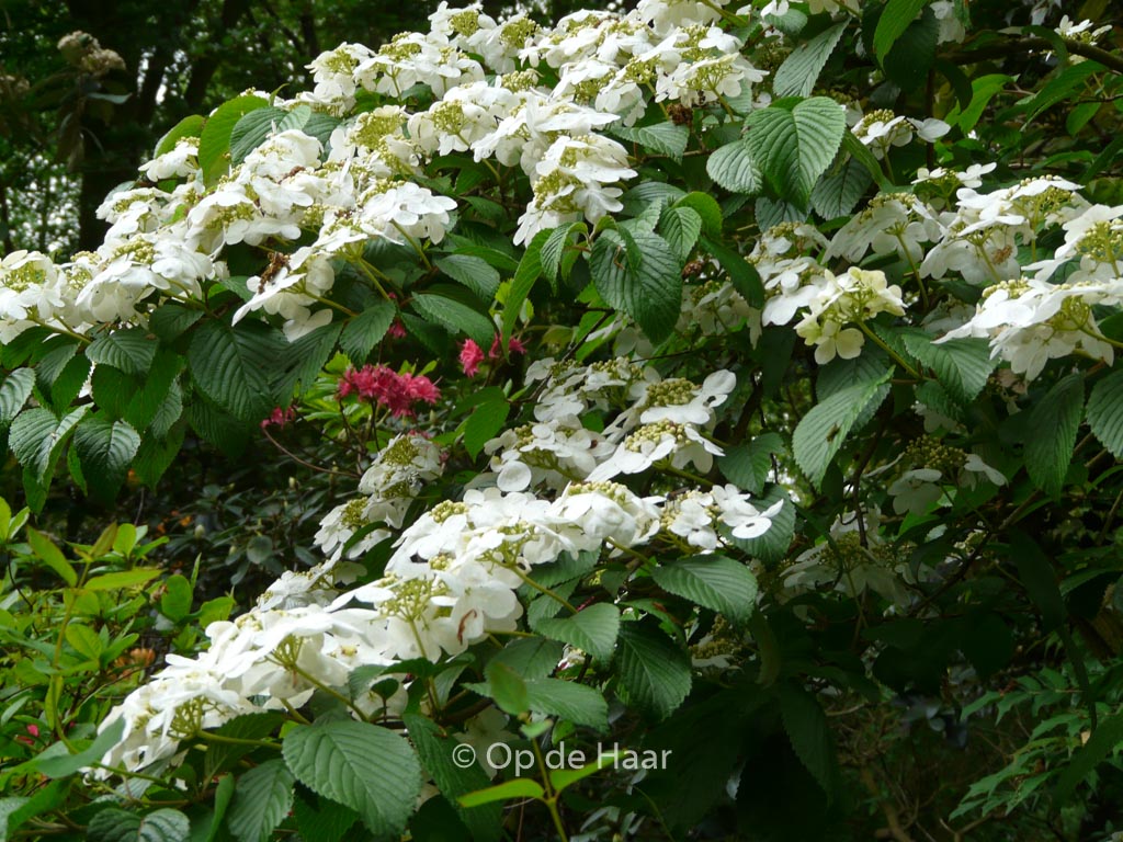Viburnum plicatum ‘Mariesii’