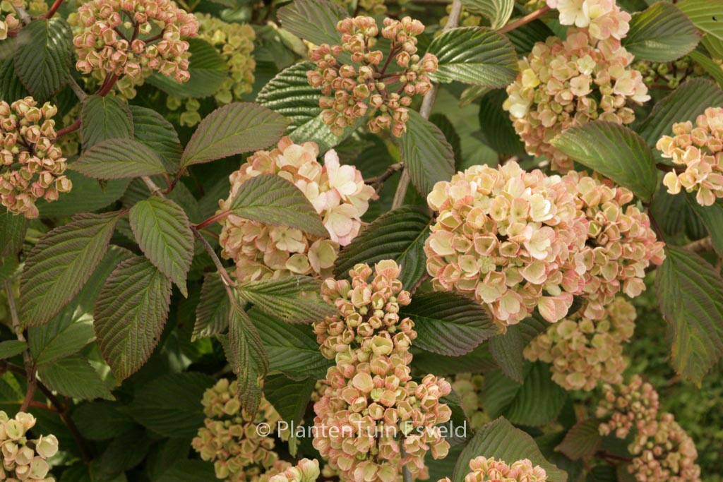 Viburnum plicatum ‘Mary Milton’