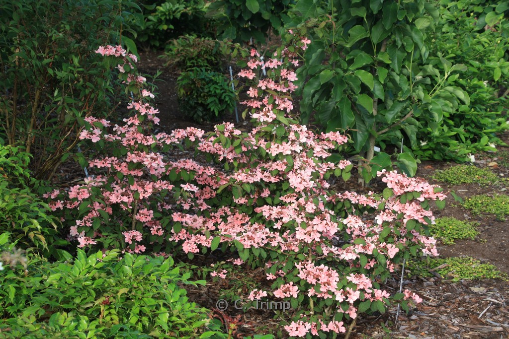 Viburnum plicatum ‘Molly Schroder’