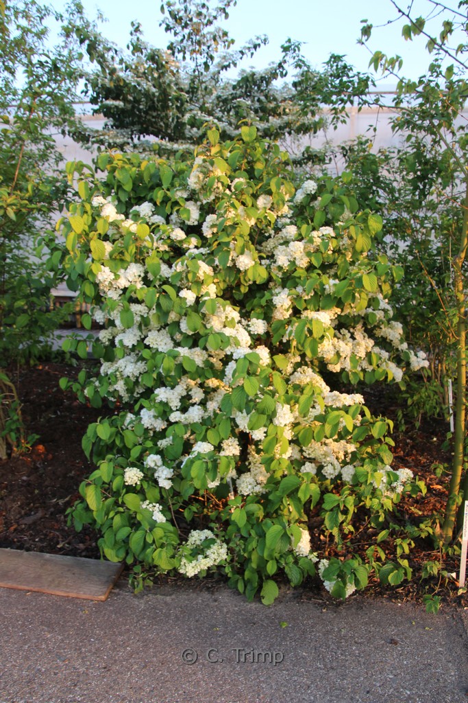 Viburnum plicatum ‘Newport’