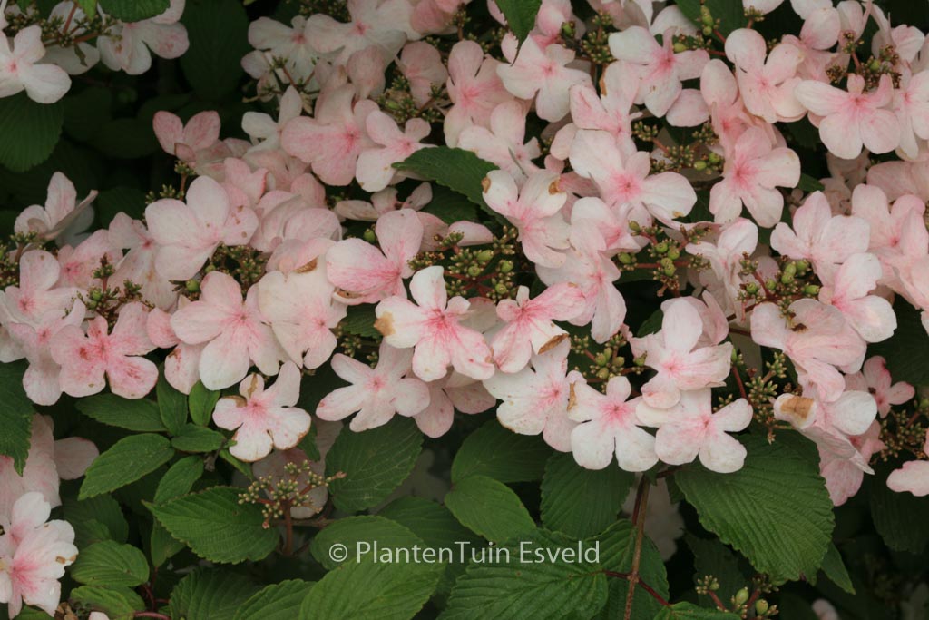 Viburnum plicatum ‘Pink Beauty’