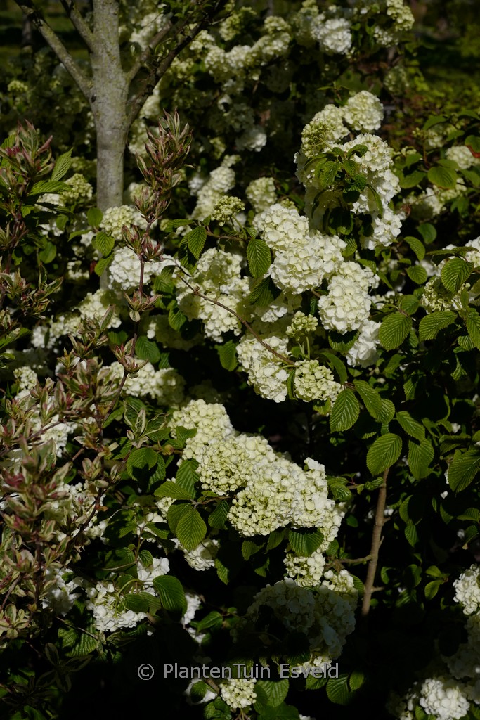 Viburnum plicatum ‘Popcorn’