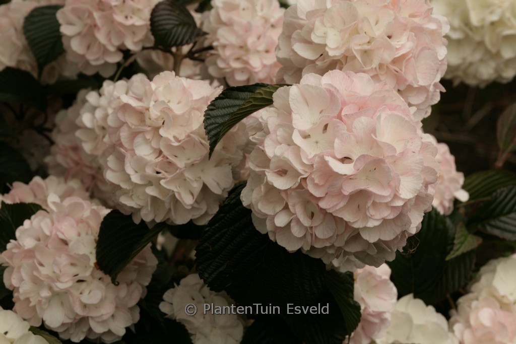Viburnum plicatum ‘Rosace’