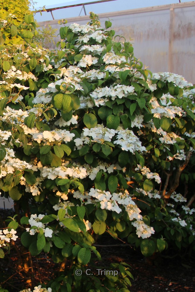 Viburnum plicatum ‘Shasta’