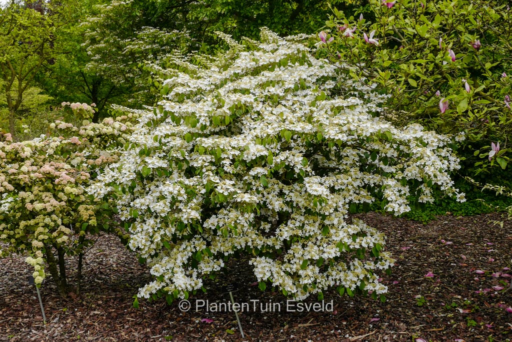 Viburnum plicatum ‘Shoshoni’
