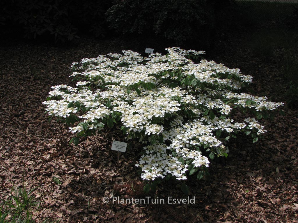 Viburnum plicatum ‘St. Keverne’