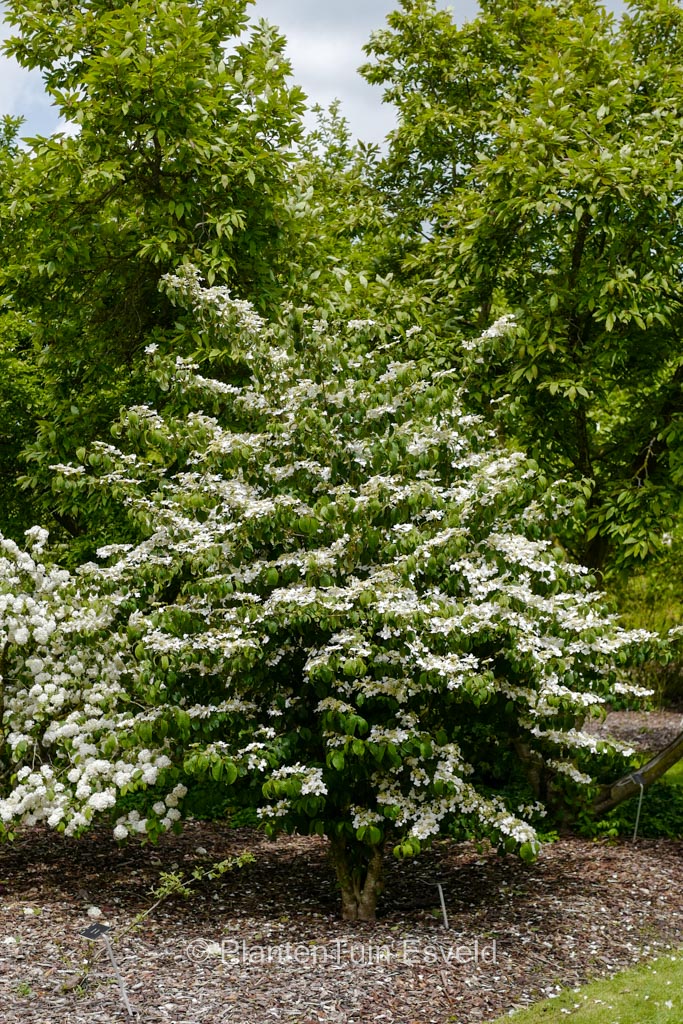 Viburnum plicatum ‘Summer Snowflake’