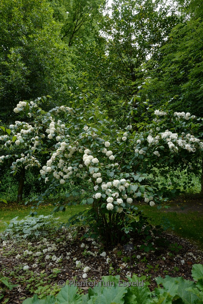 Viburnum plicatum ‘Thunberg’s Original’