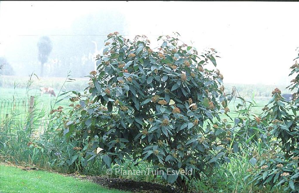 Viburnum rhytidophylloides ‘Holland’