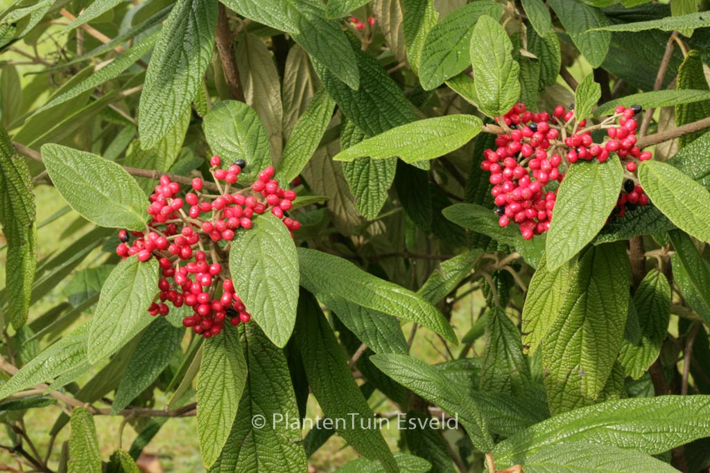 Viburnum rhytidophyllum