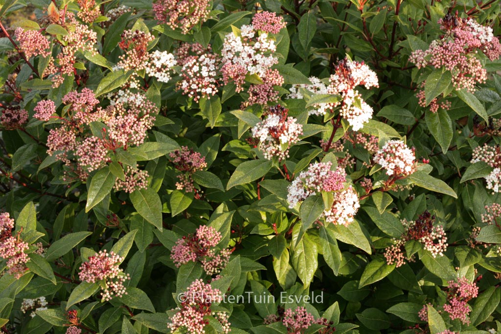 Viburnum tinus ‘Anvi’ (SPIRIT)