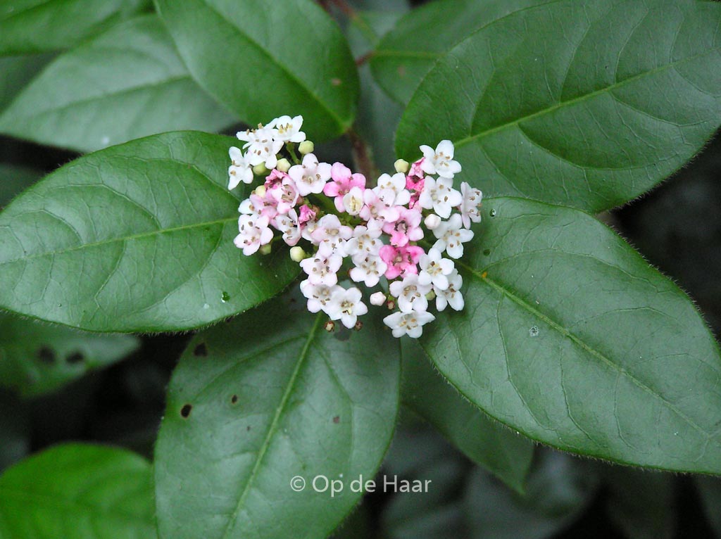 Viburnum tinus ‘Eve Price’