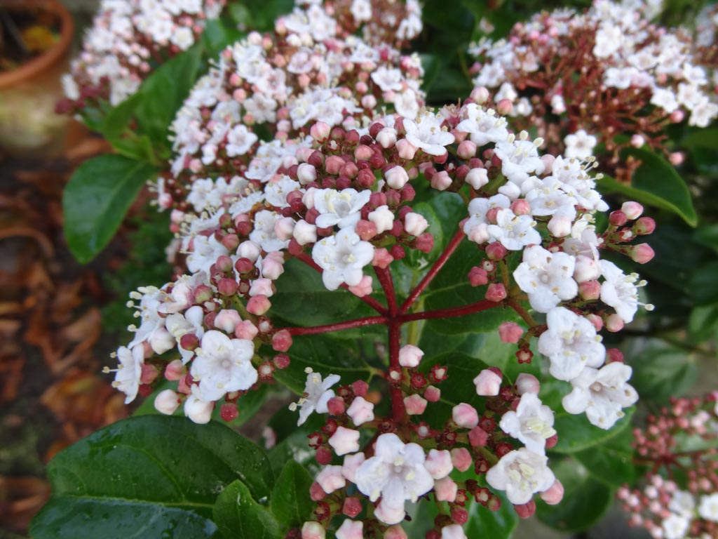 Viburnum tinus ‘Loren’ (LISAROSE)