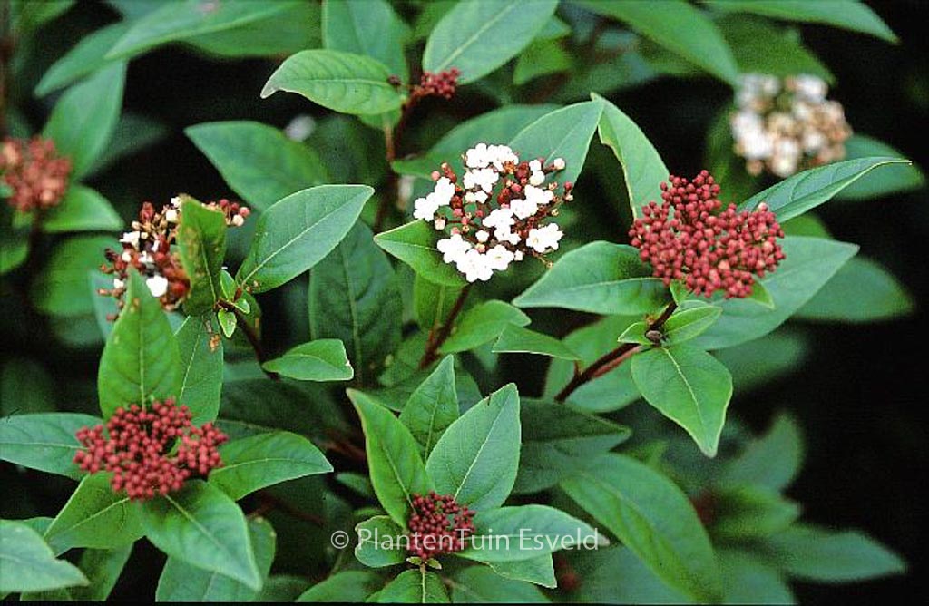 Viburnum tinus ‘Purpureum’
