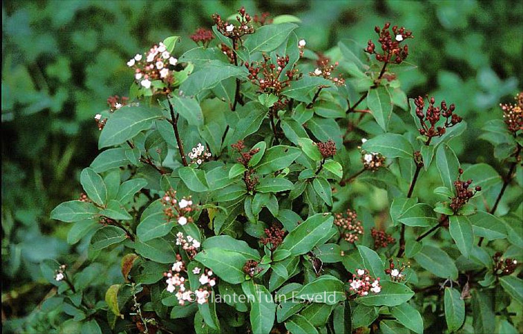 Viburnum tinus ‘Spring Bouquet’