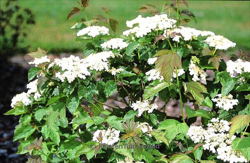 Viburnum urceolatum