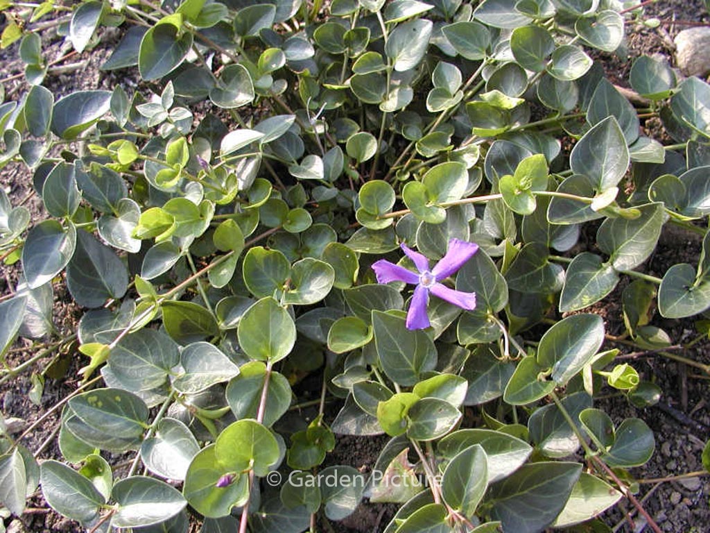Vinca balcanica