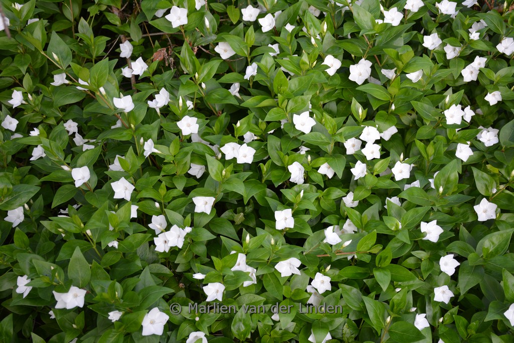 Vinca major ‘Alba’