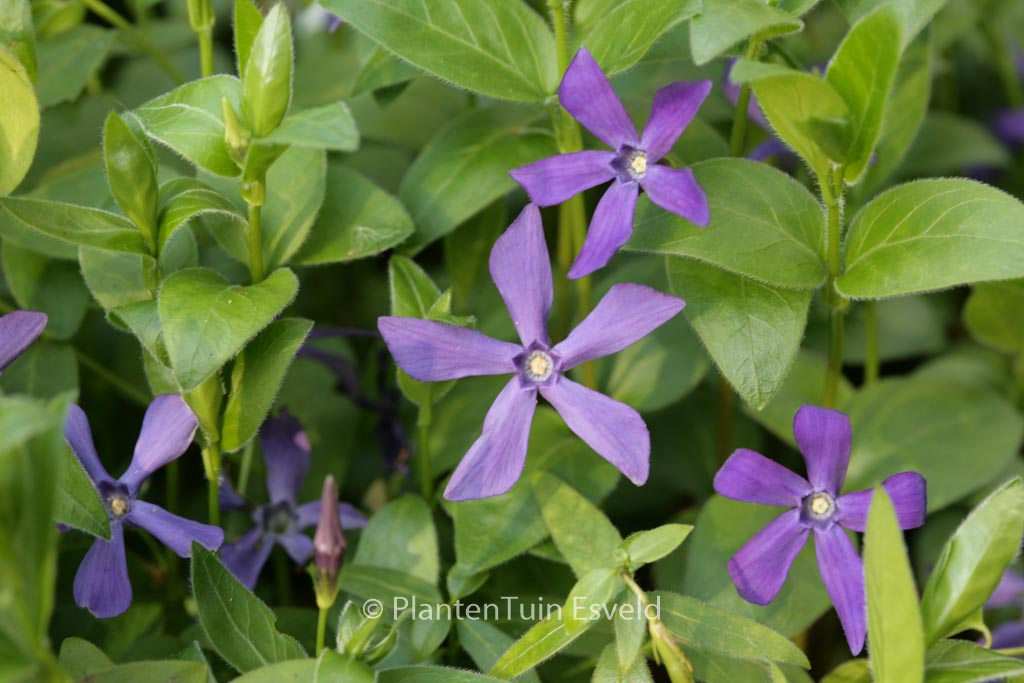 Vinca major