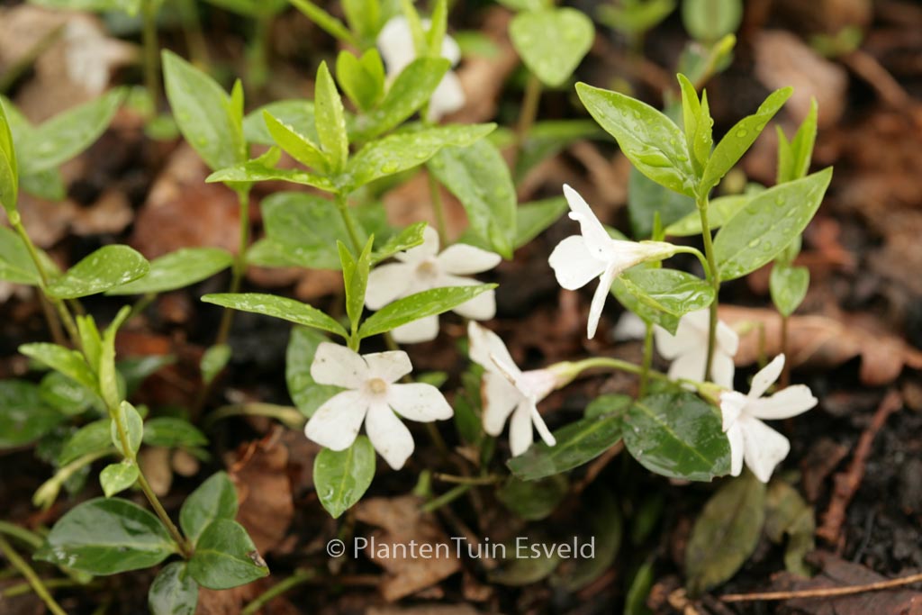 Vinca minor ‘Alba’