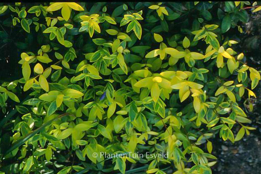 Vinca minor ‘Aureovariegata’